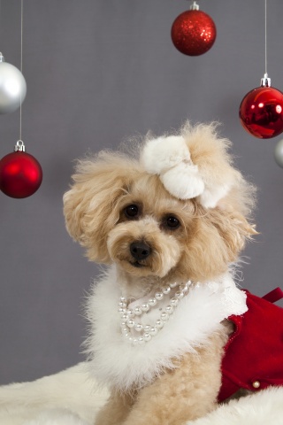 Dog And Christmas Decorations