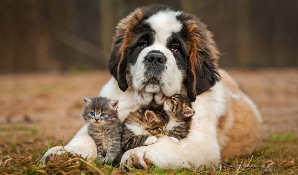 Dog And Kittens