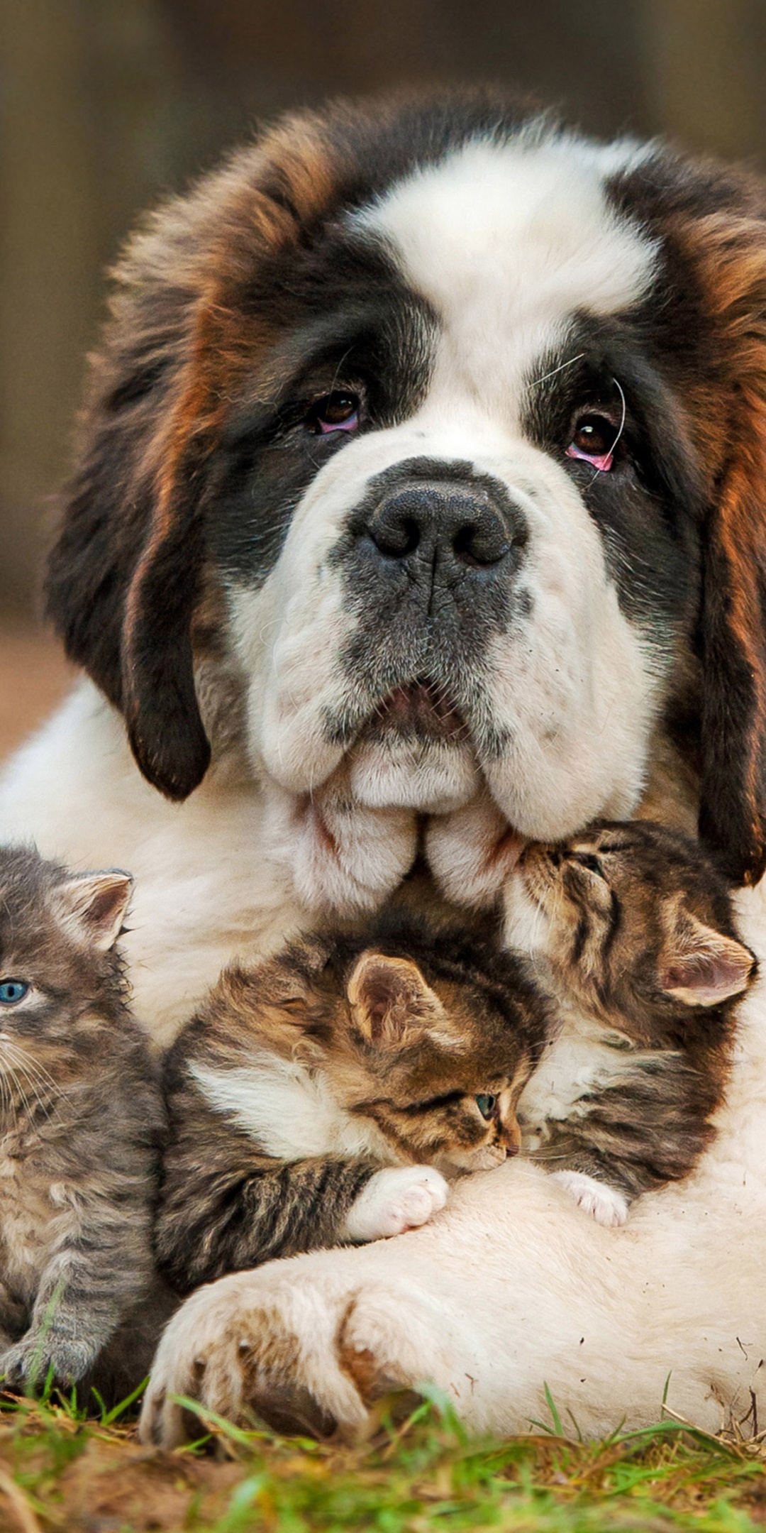 Dog And Kittens