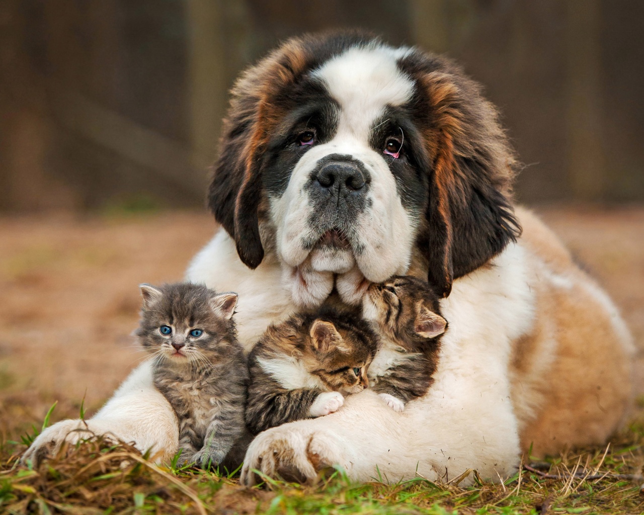 Dog And Kittens