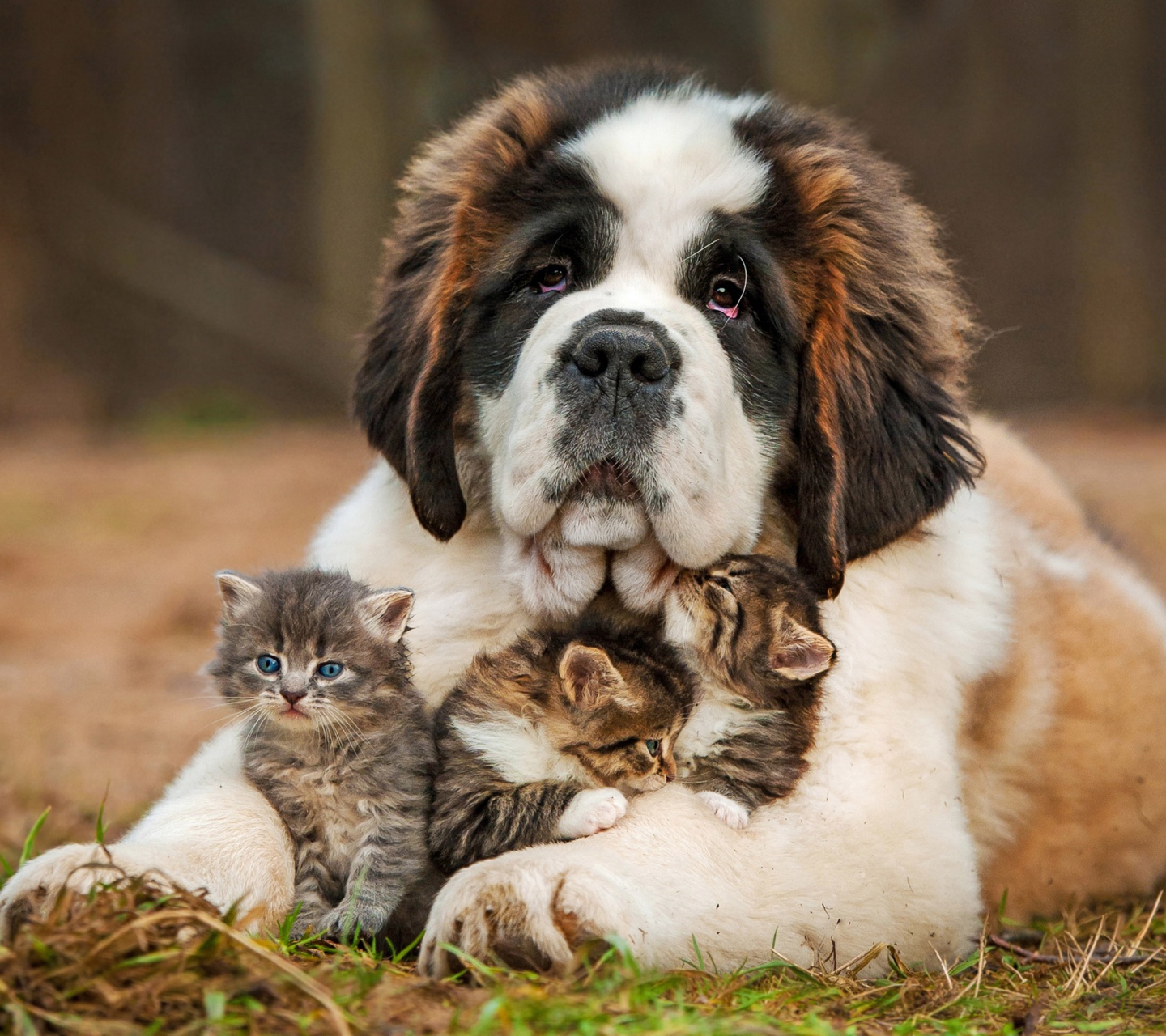 Dog And Kittens