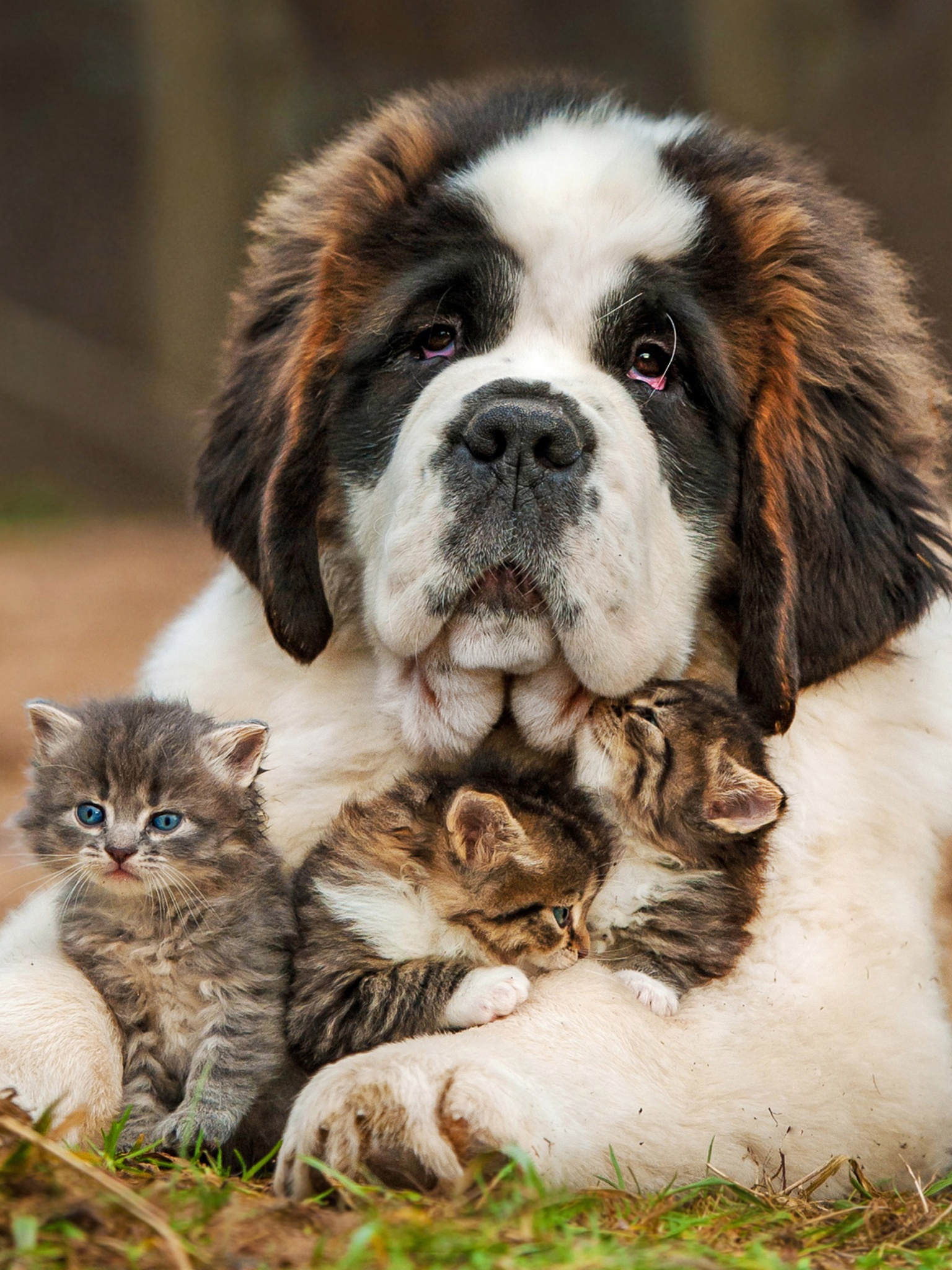 Dog And Kittens