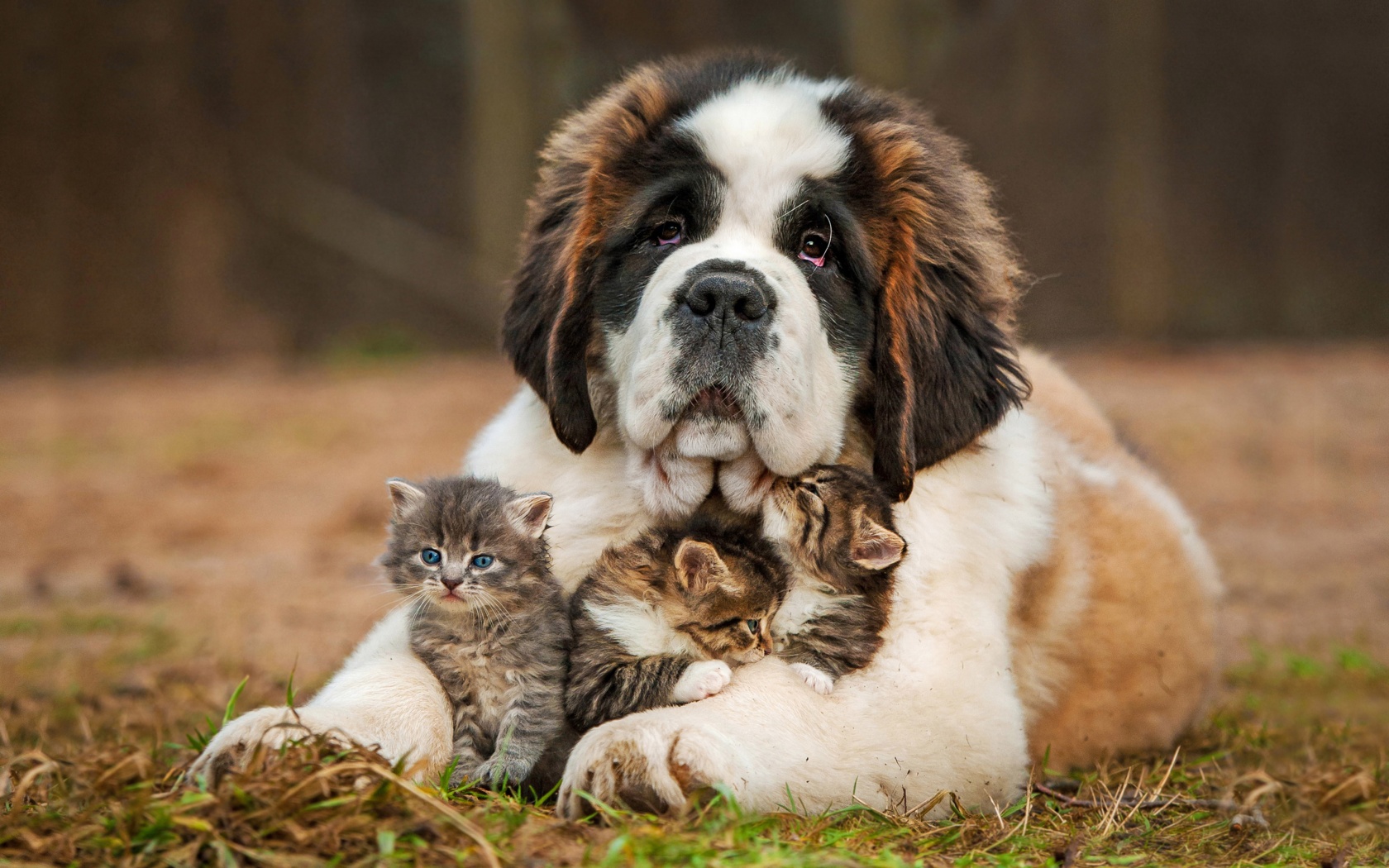 Dog And Kittens