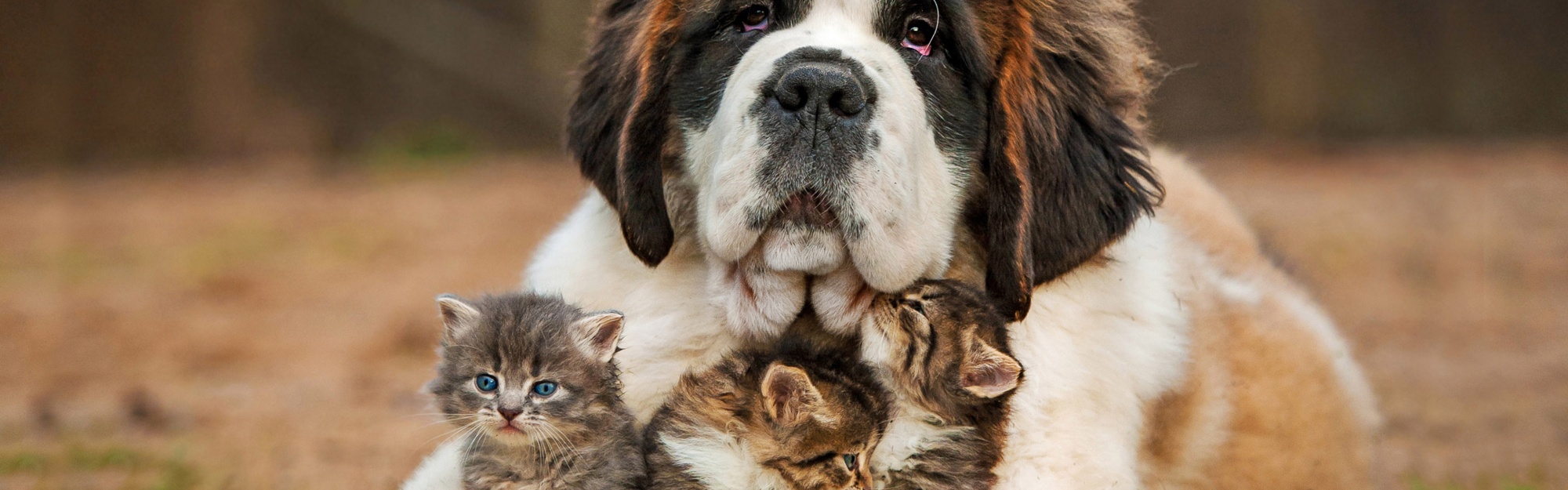 Dog And Kittens