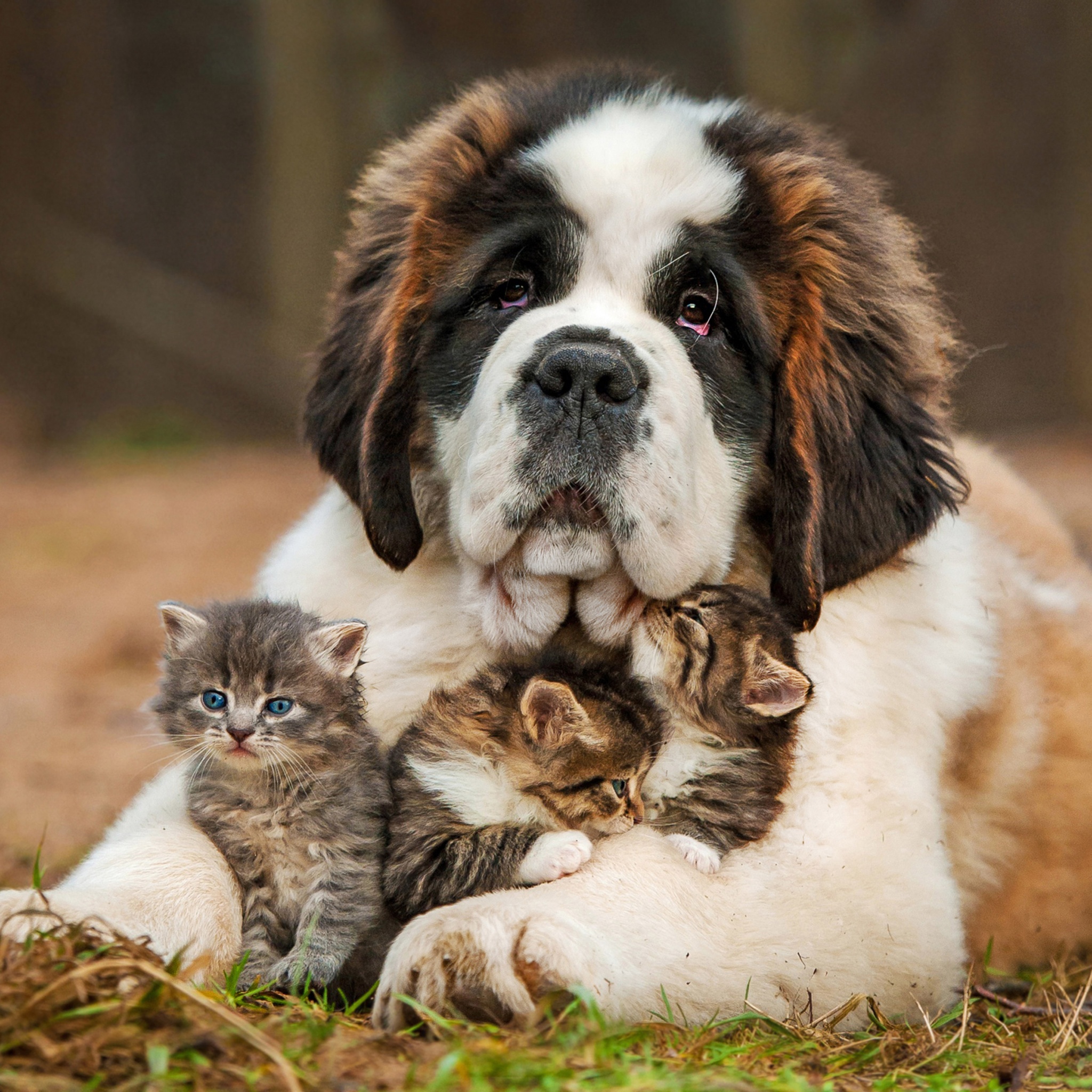 Dog And Kittens