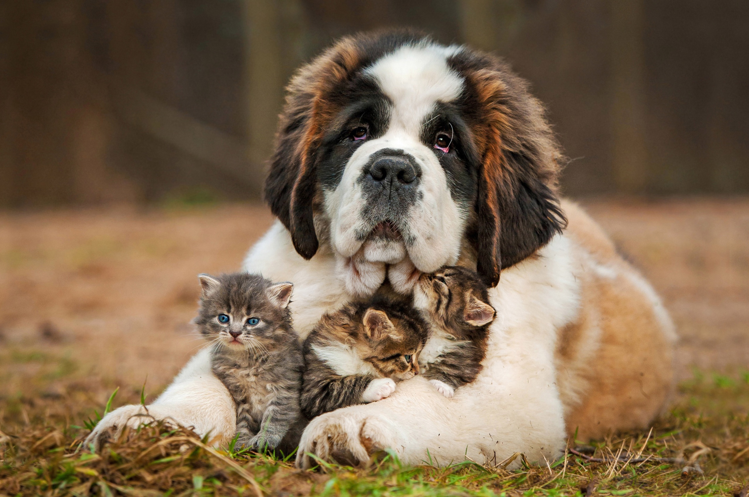 Dog And Kittens