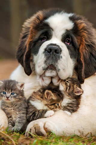 Dog And Kittens