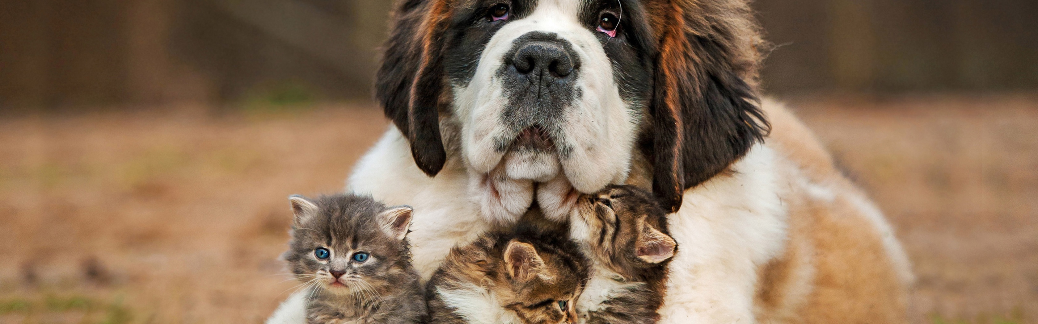 Dog And Kittens