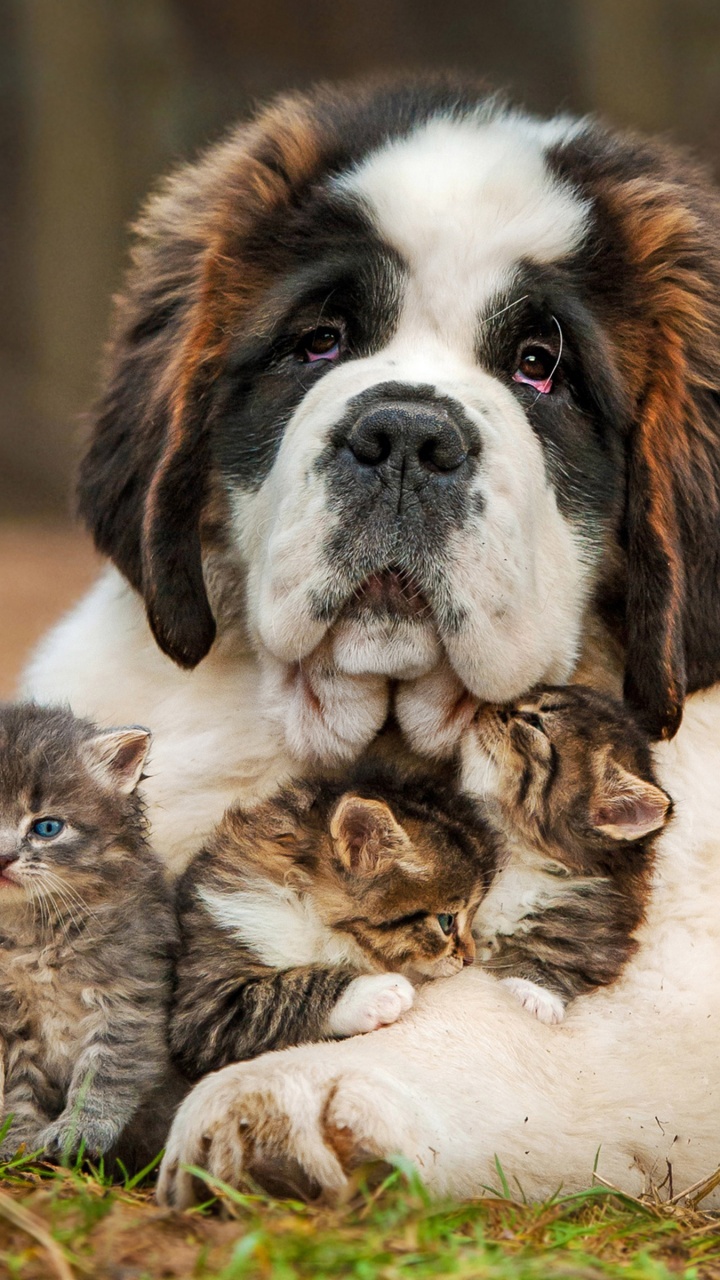 Dog And Kittens