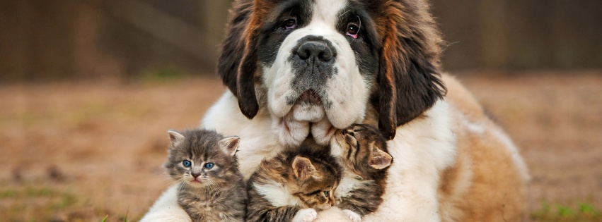 Dog And Kittens