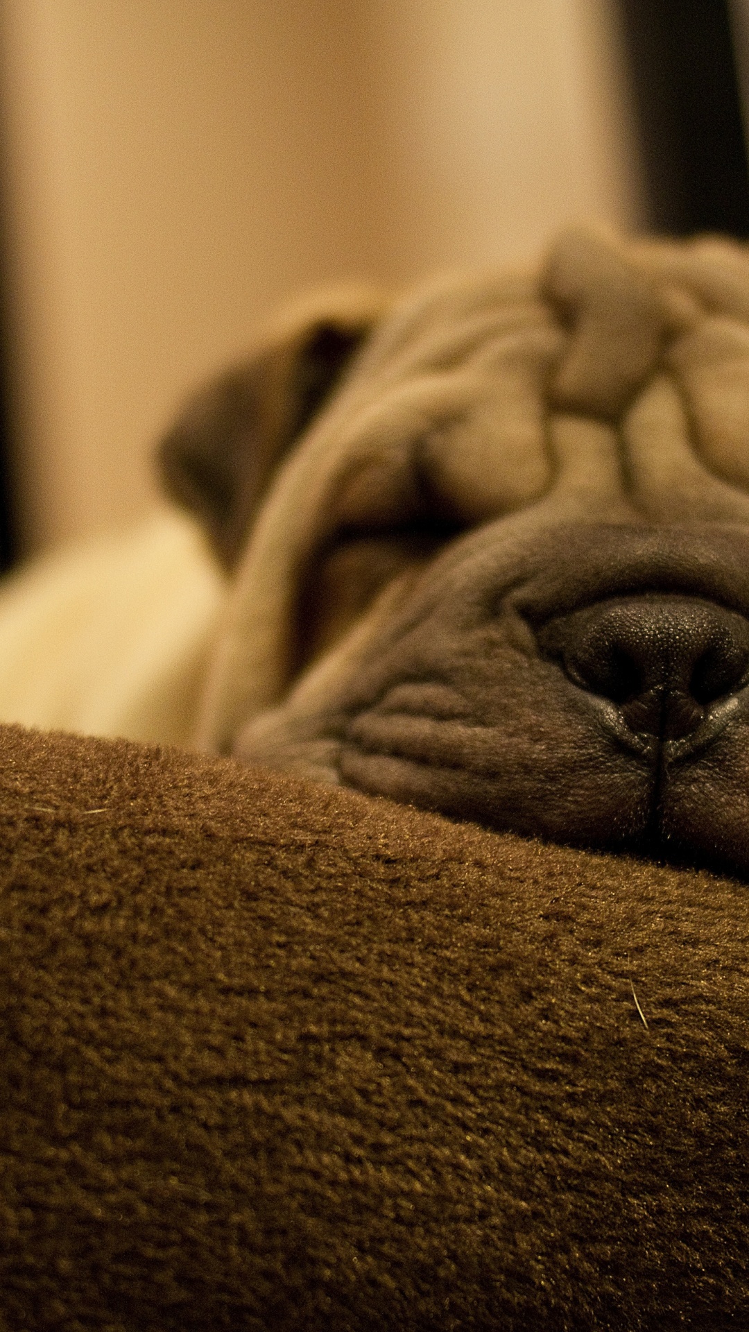 Dog Breed Shar Pei Is Sleeping