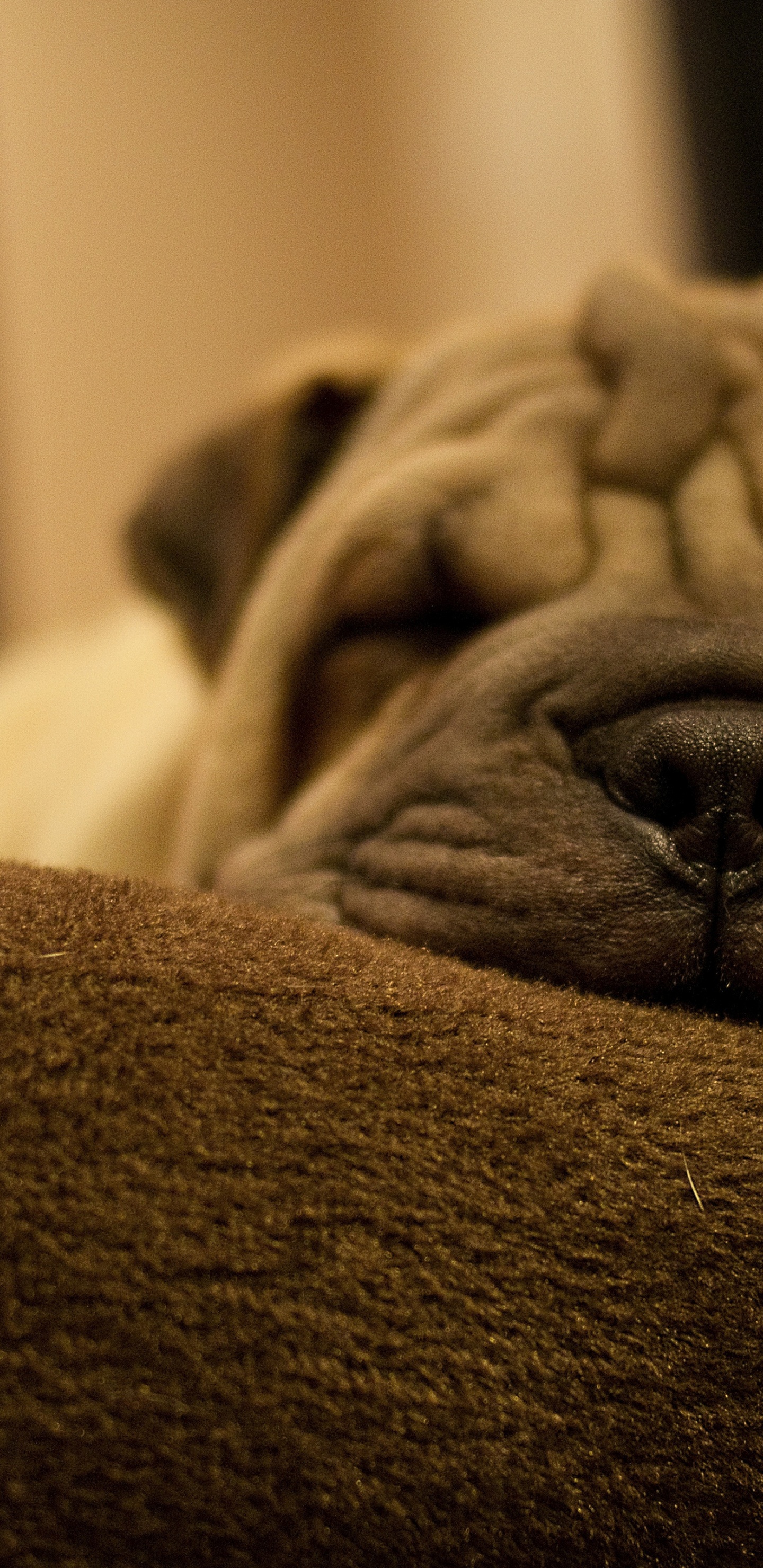 Dog Breed Shar Pei Is Sleeping