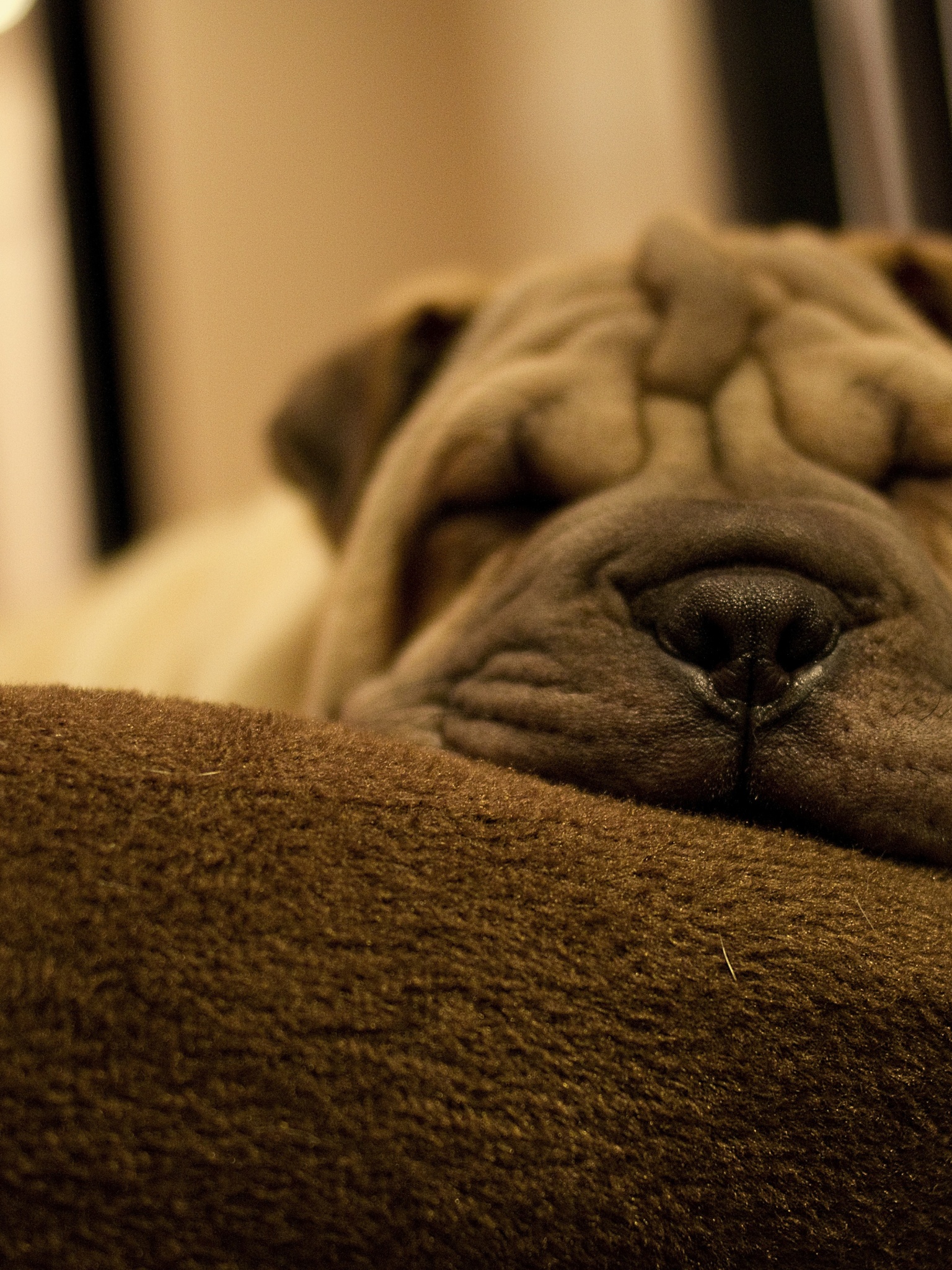 Dog Breed Shar Pei Is Sleeping