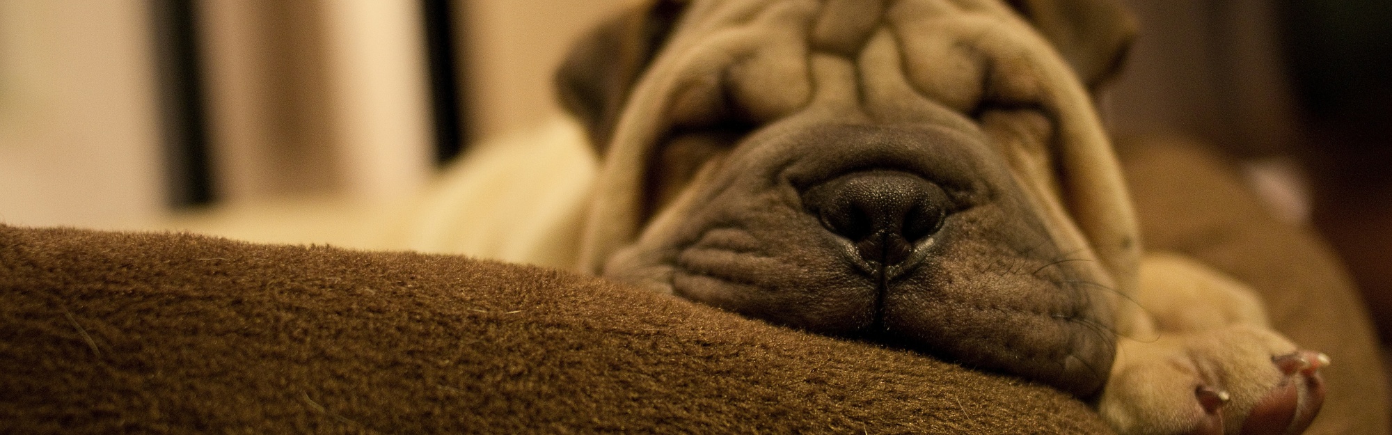 Dog Breed Shar Pei Is Sleeping