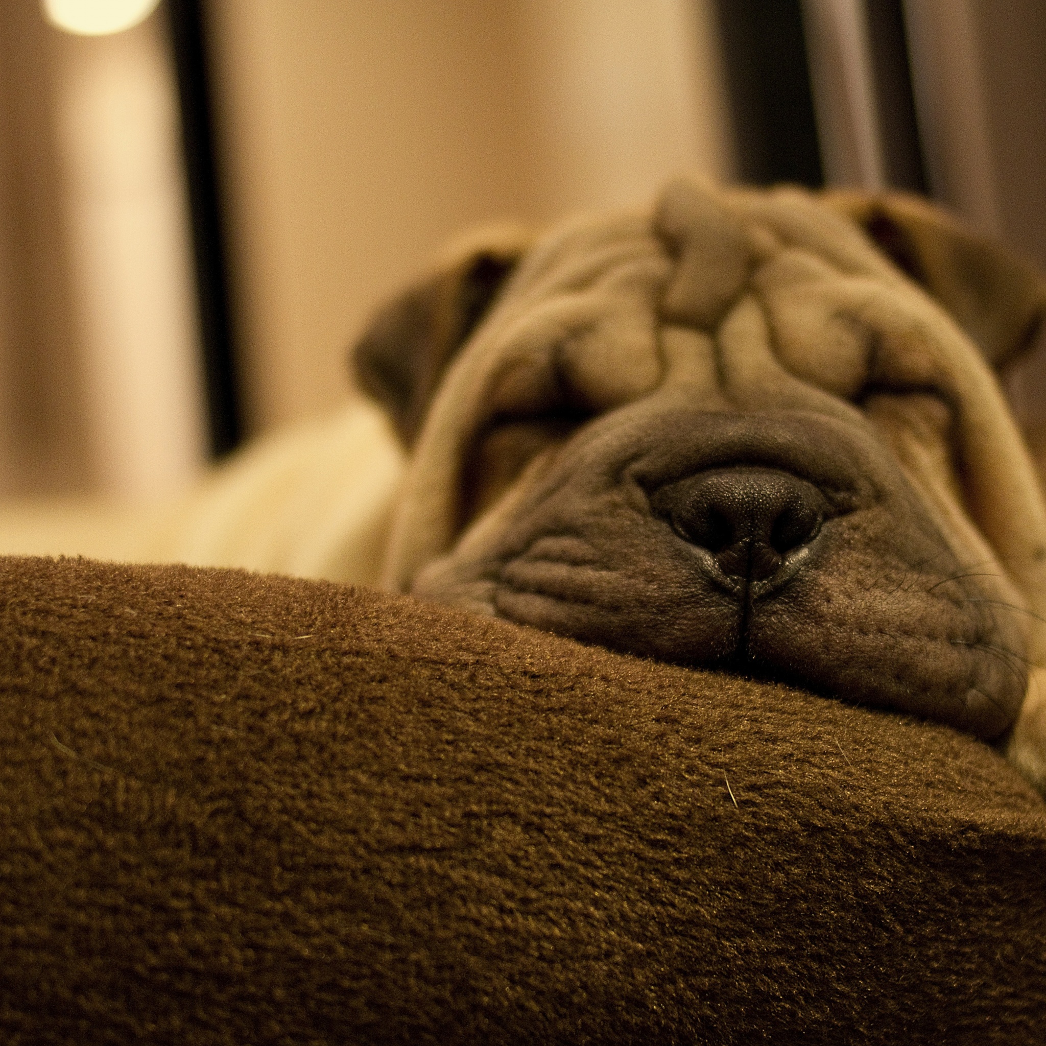 Dog Breed Shar Pei Is Sleeping