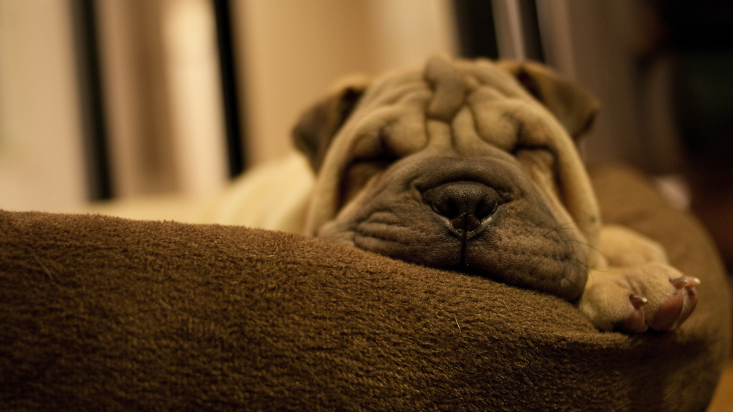 Dog Breed Shar Pei Is Sleeping