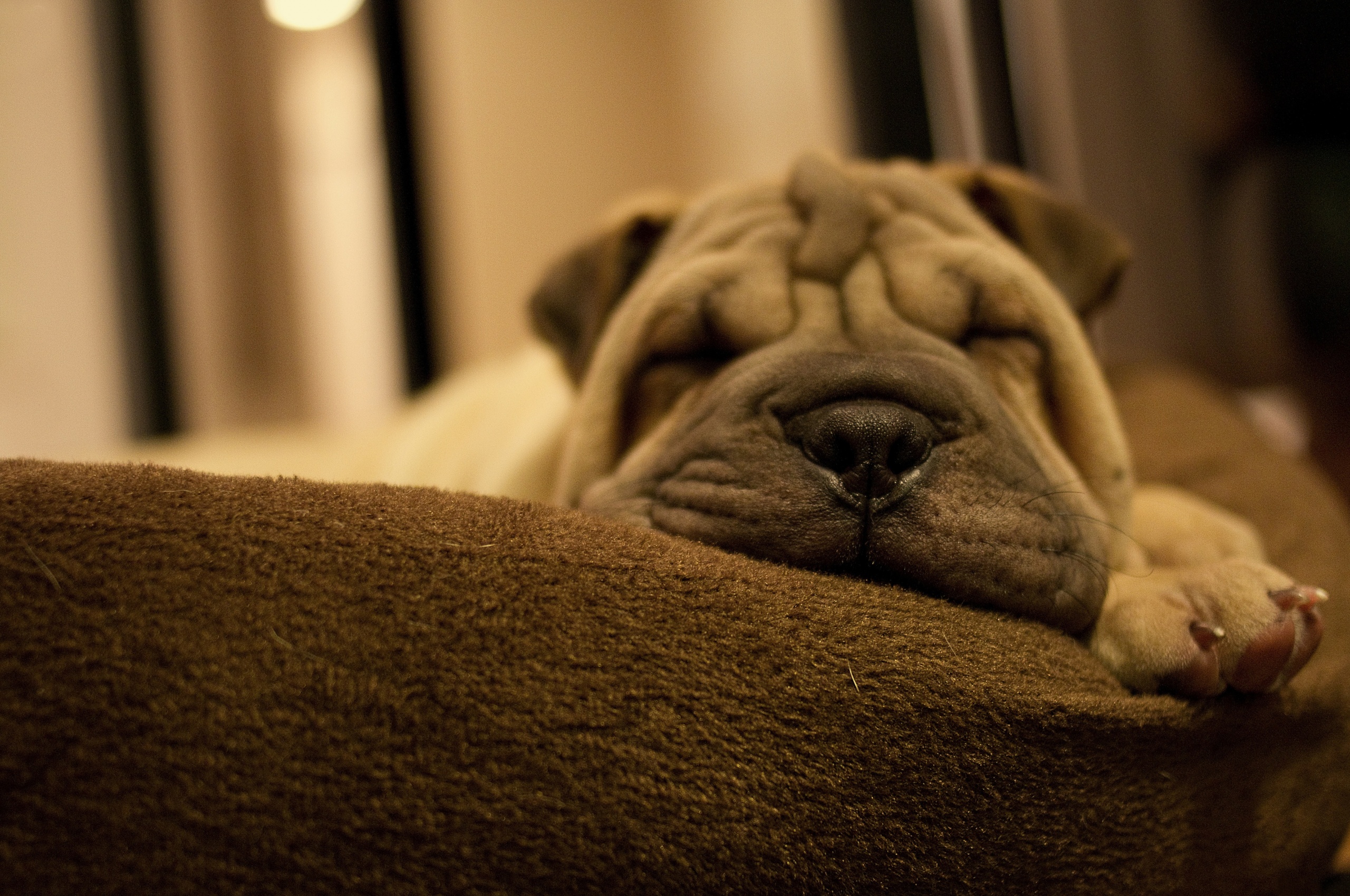 Dog Breed Shar Pei Is Sleeping