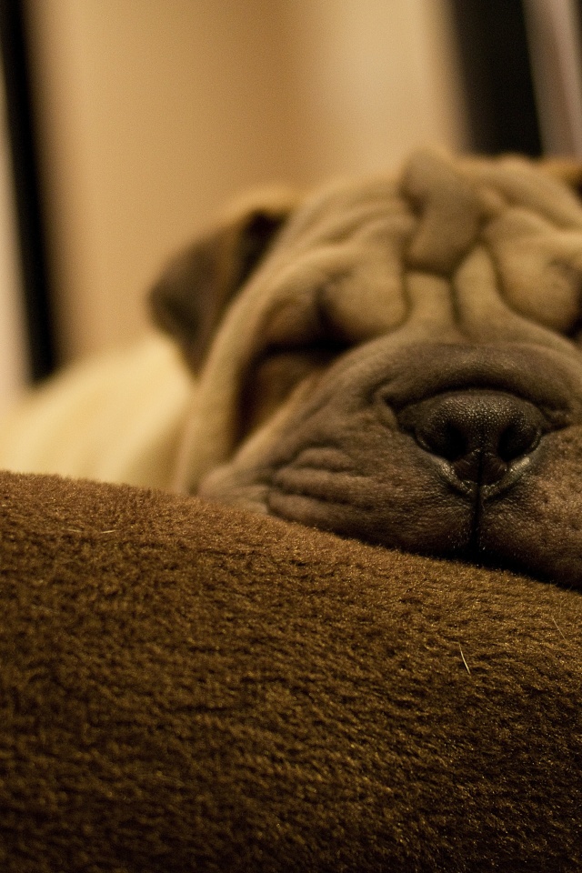 Dog Breed Shar Pei Is Sleeping