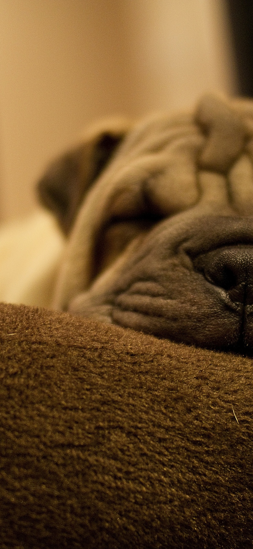 Dog Breed Shar Pei Is Sleeping