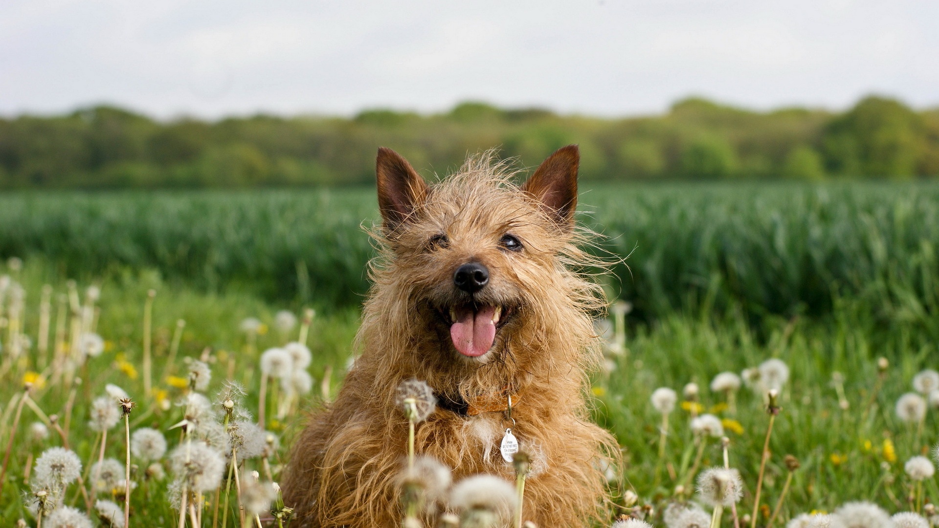 Dog In Dandelion Field