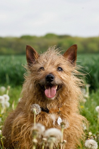 Dog In Dandelion Field