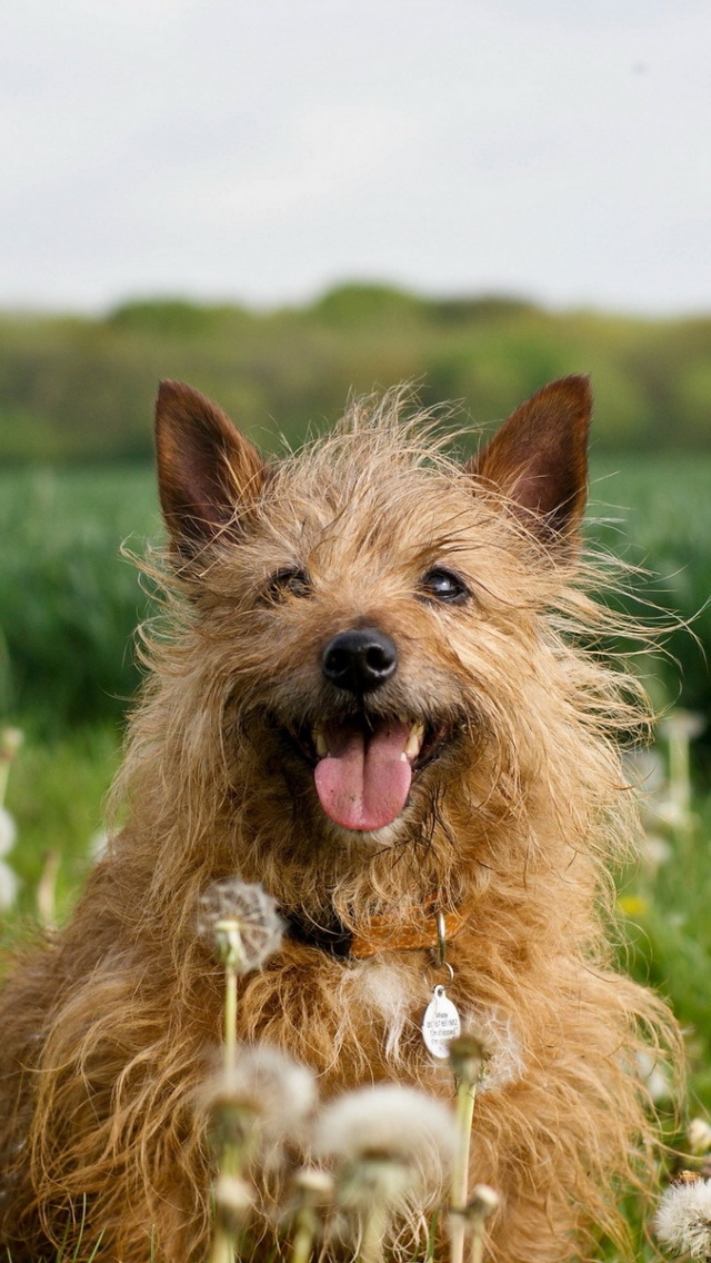 Dog In Dandelion Field