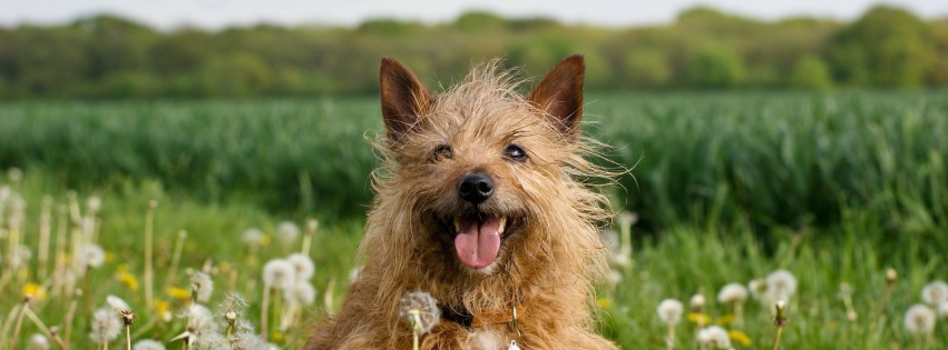 Dog In Dandelion Field