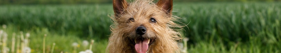 Dog In Dandelion Field