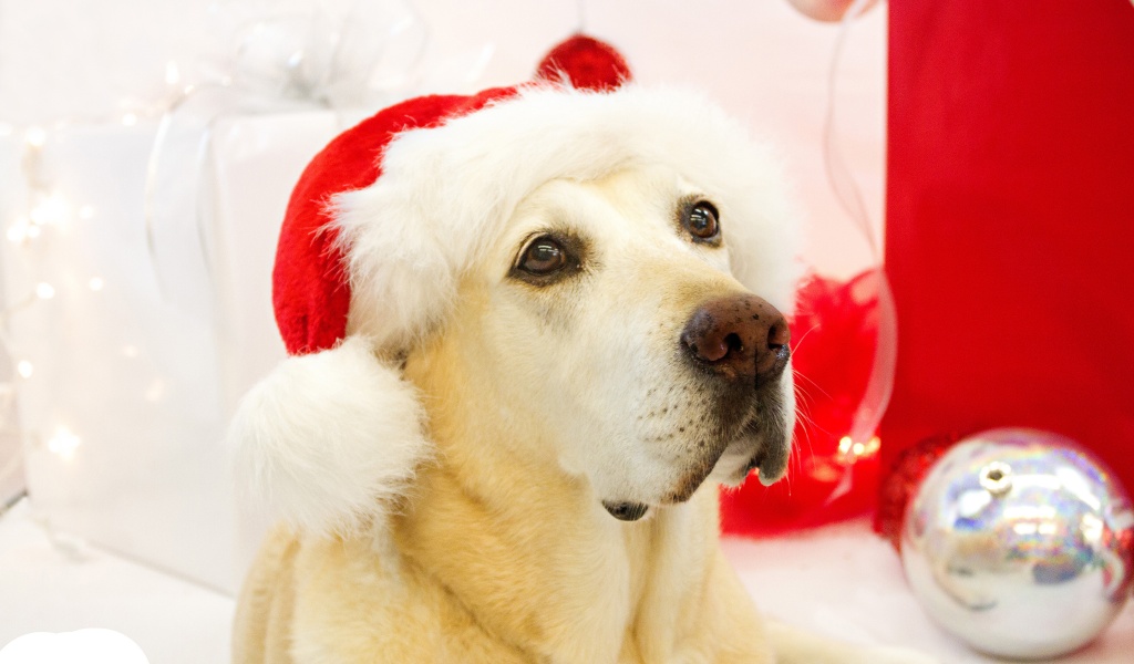 Dog In Santa Hats