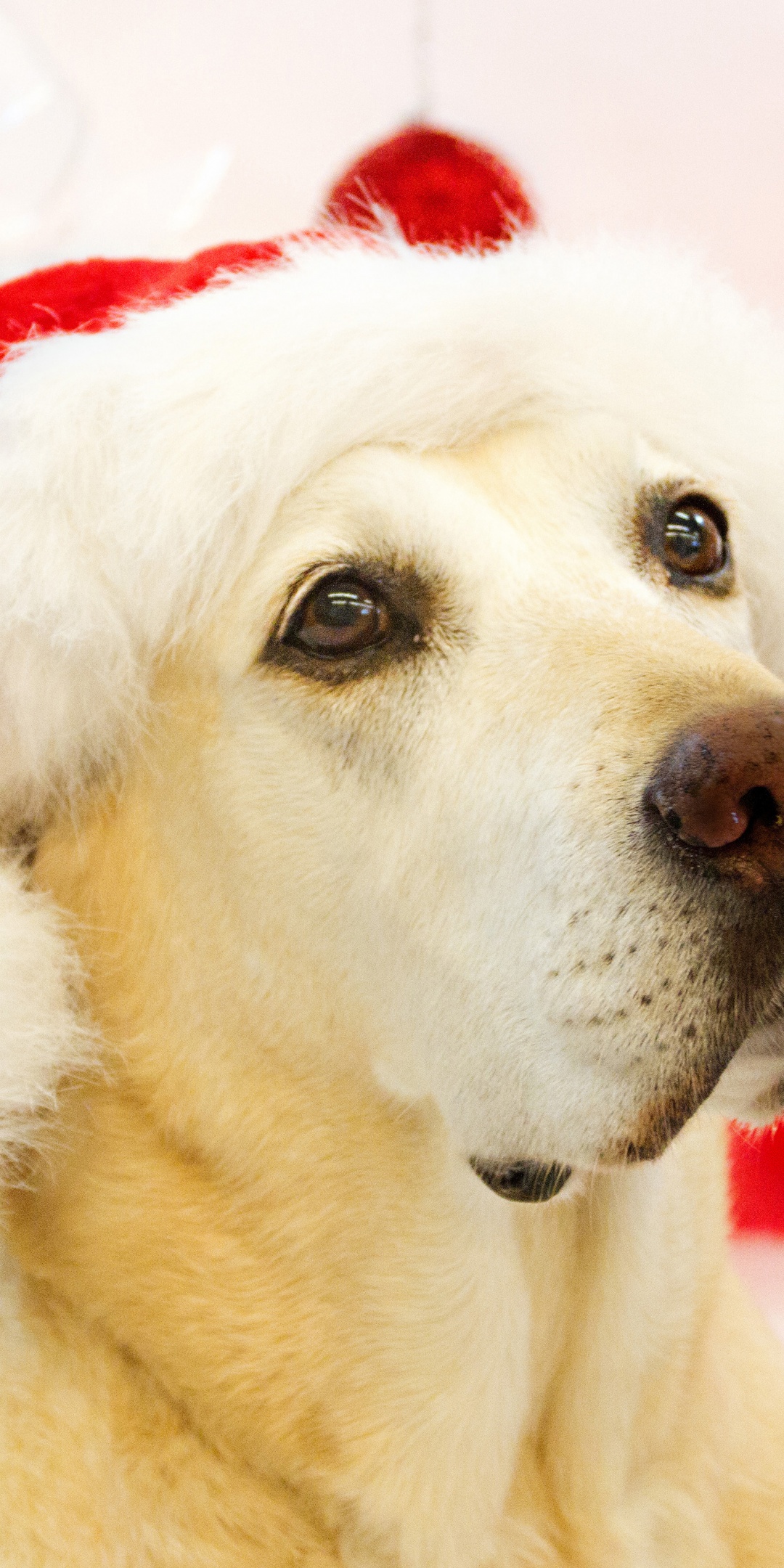 Dog In Santa Hats