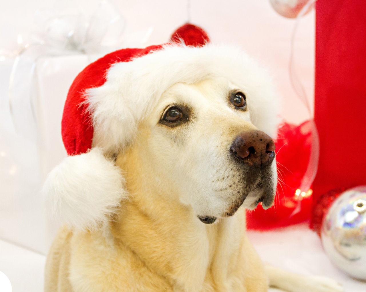 Dog In Santa Hats