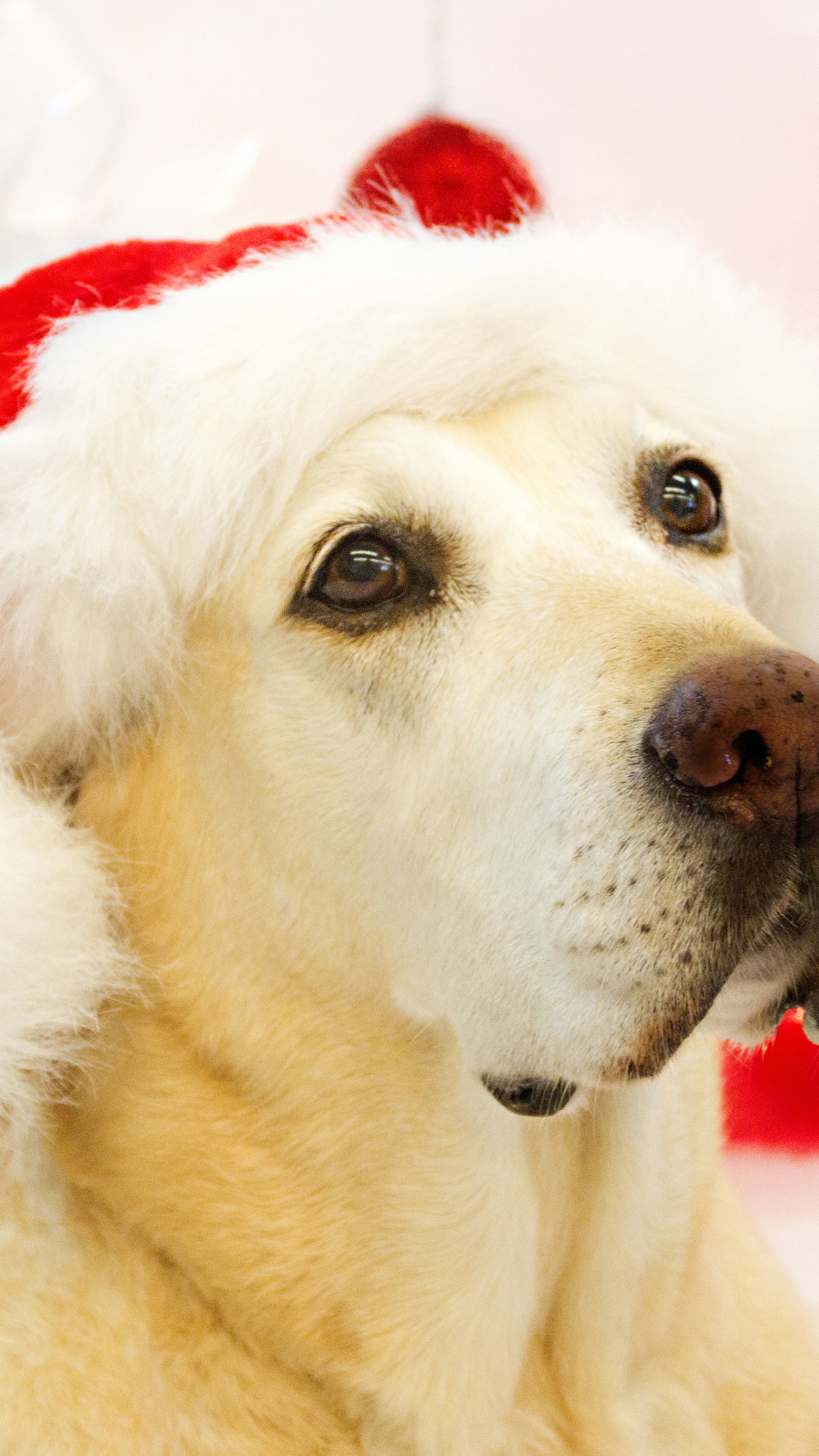 Dog In Santa Hats