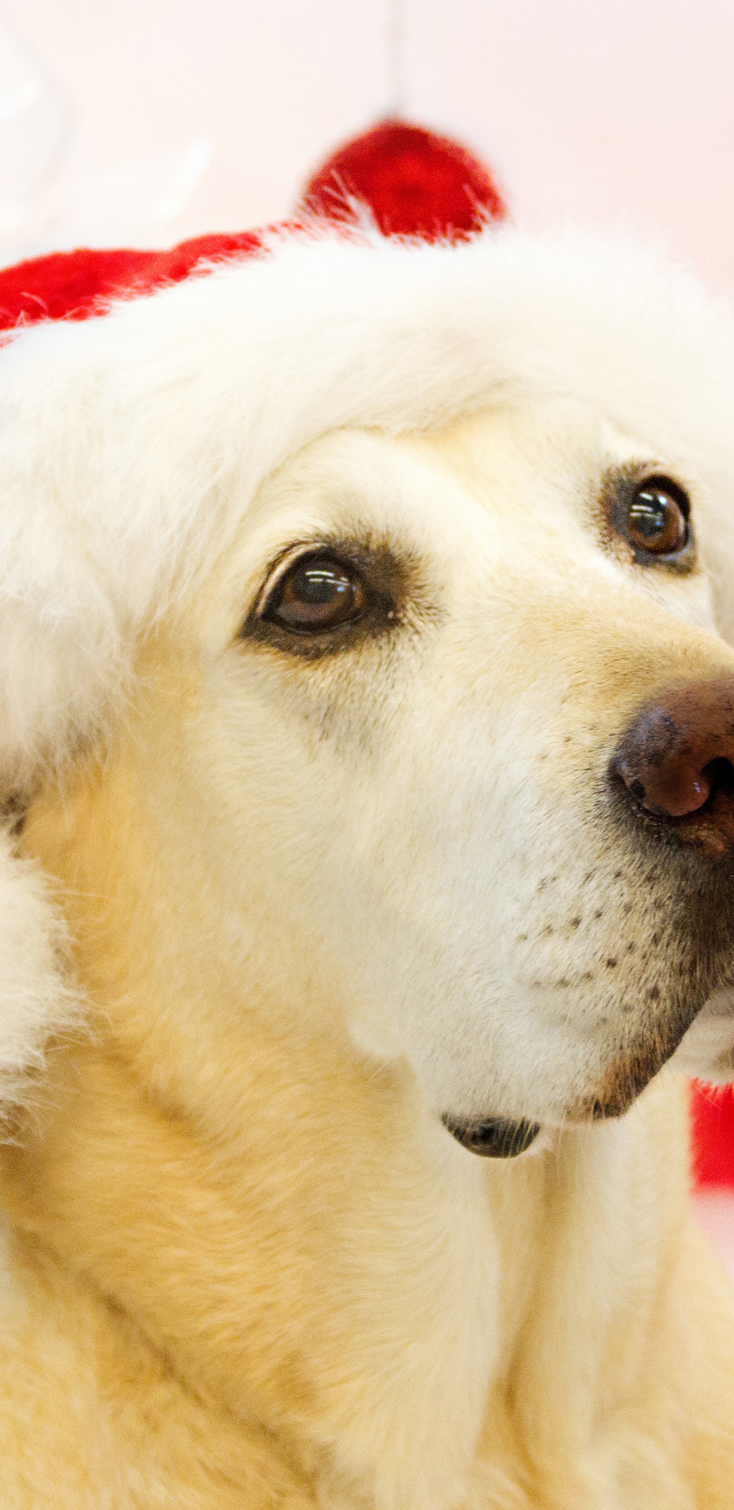 Dog In Santa Hats