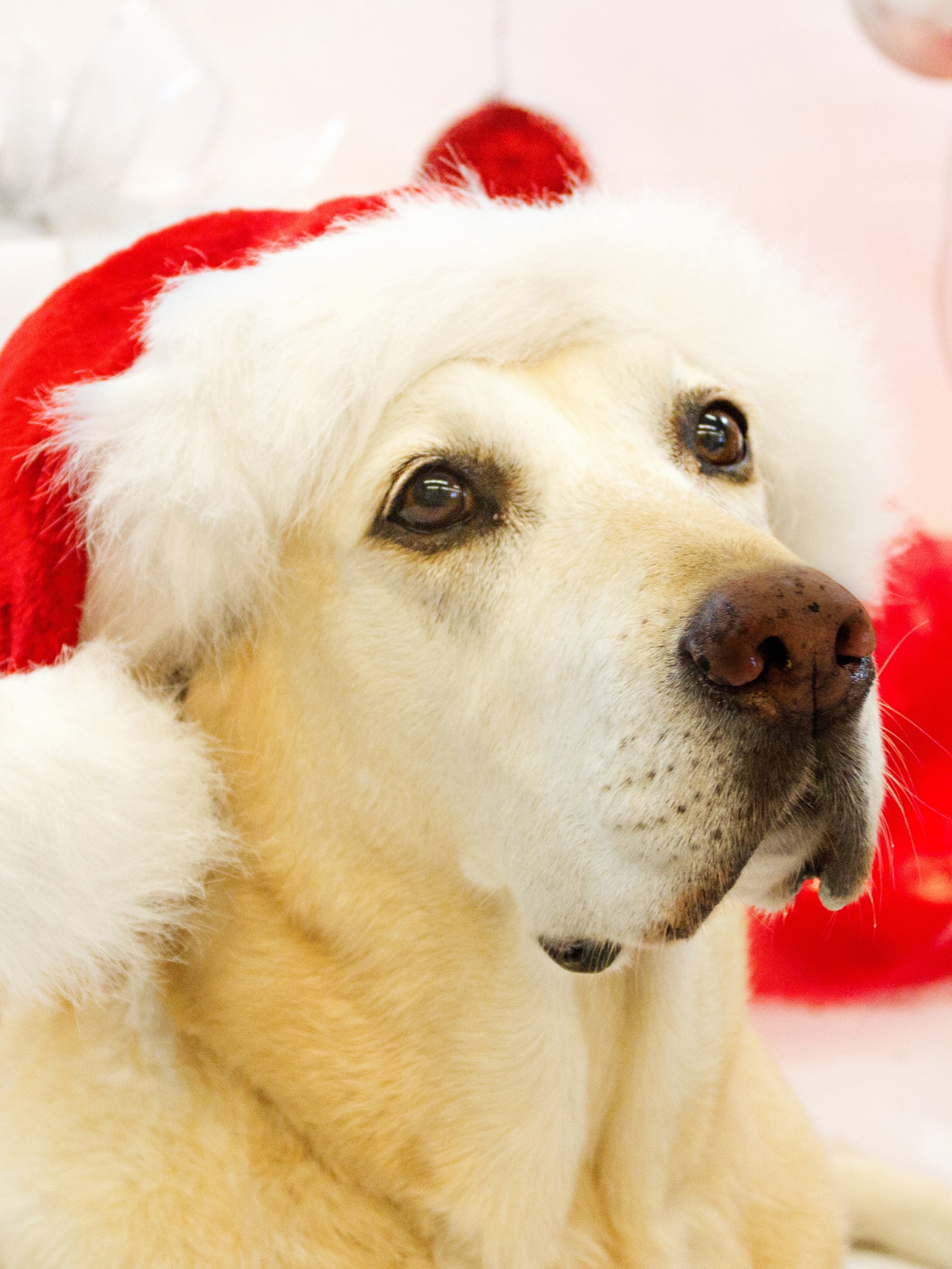 Dog In Santa Hats