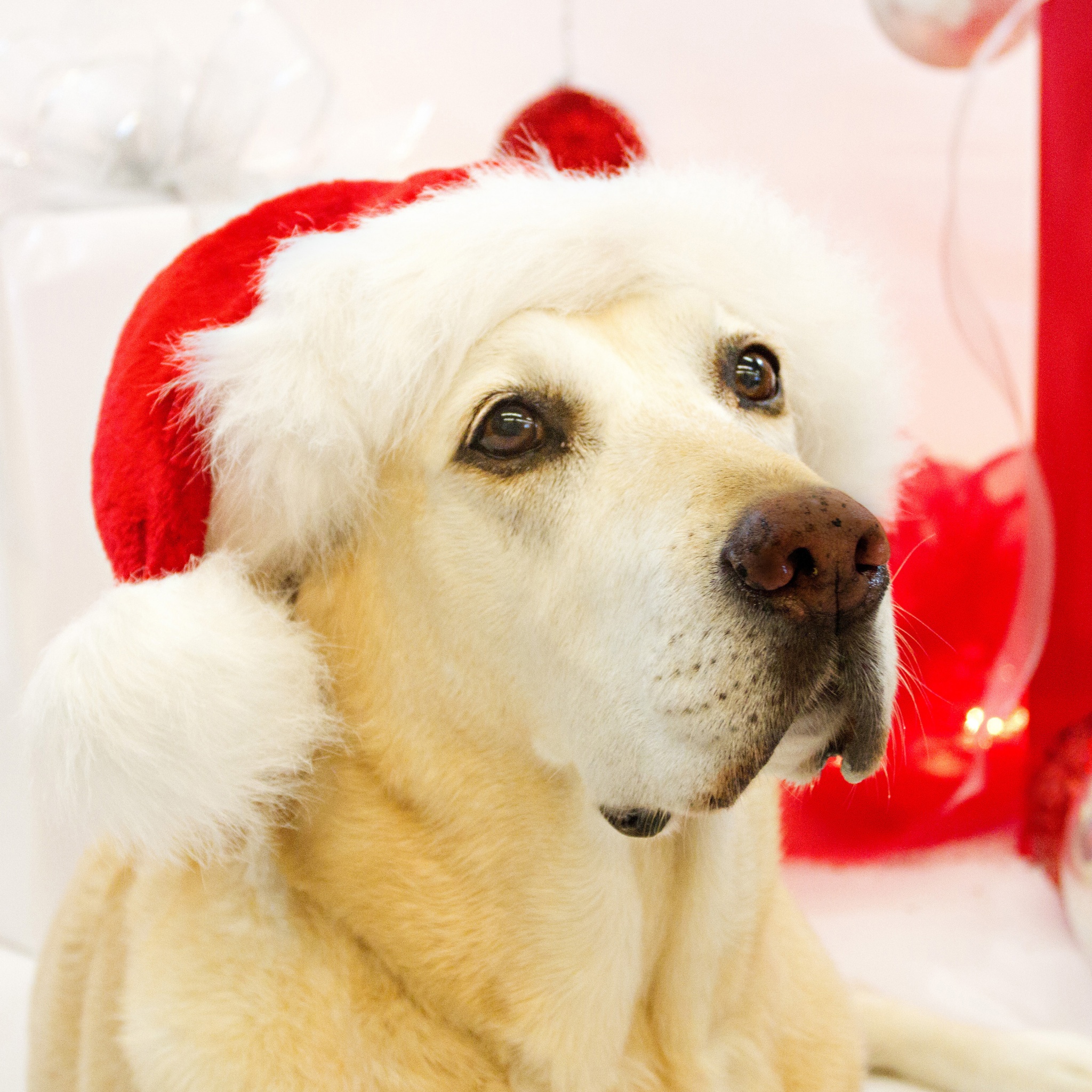 Dog In Santa Hats