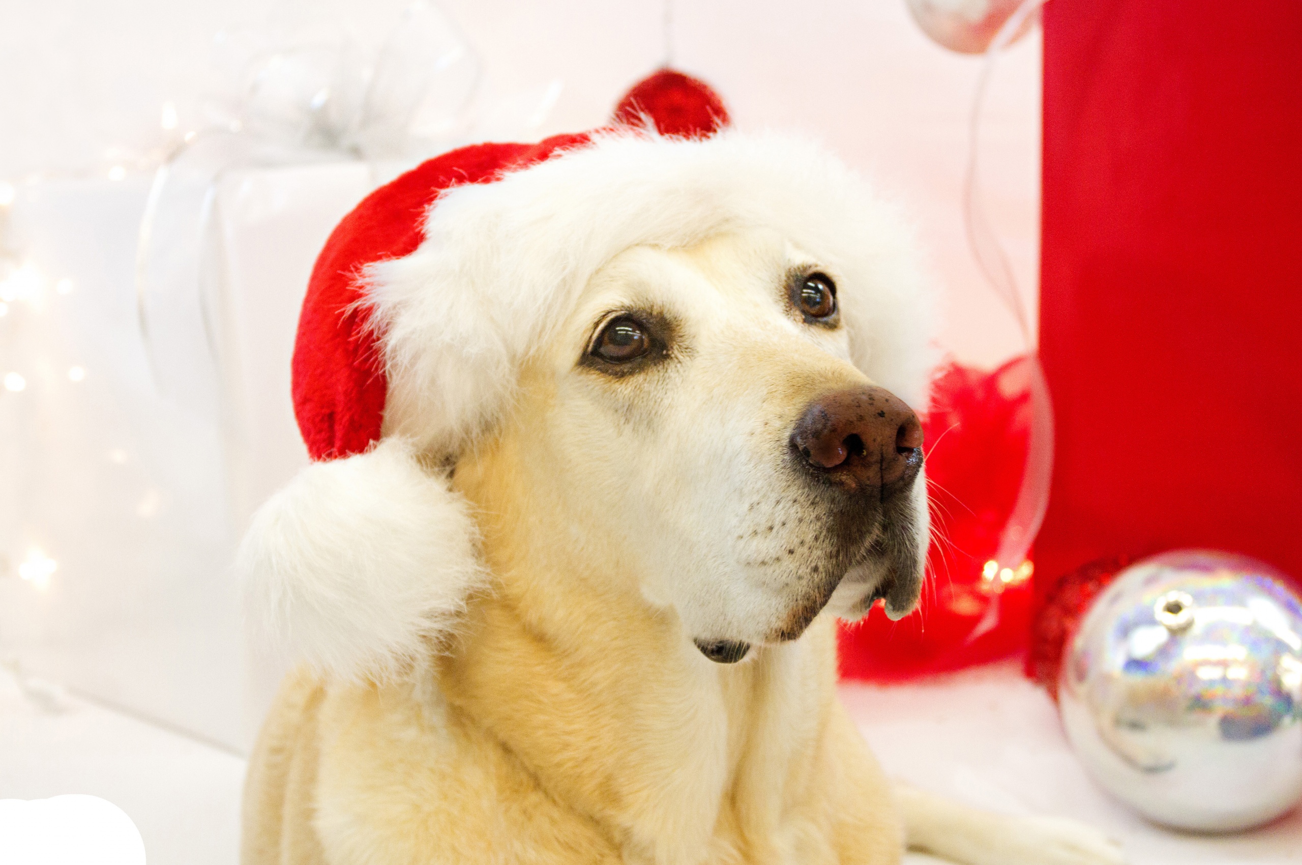 Dog In Santa Hats