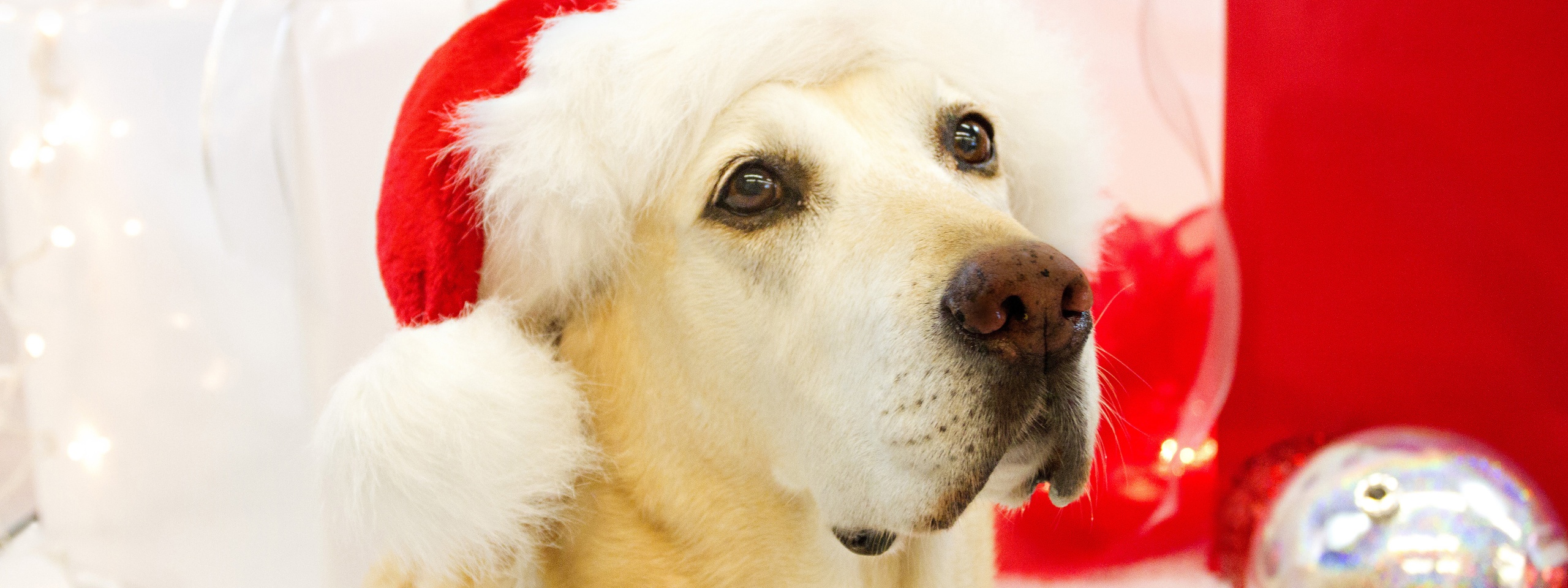 Dog In Santa Hats