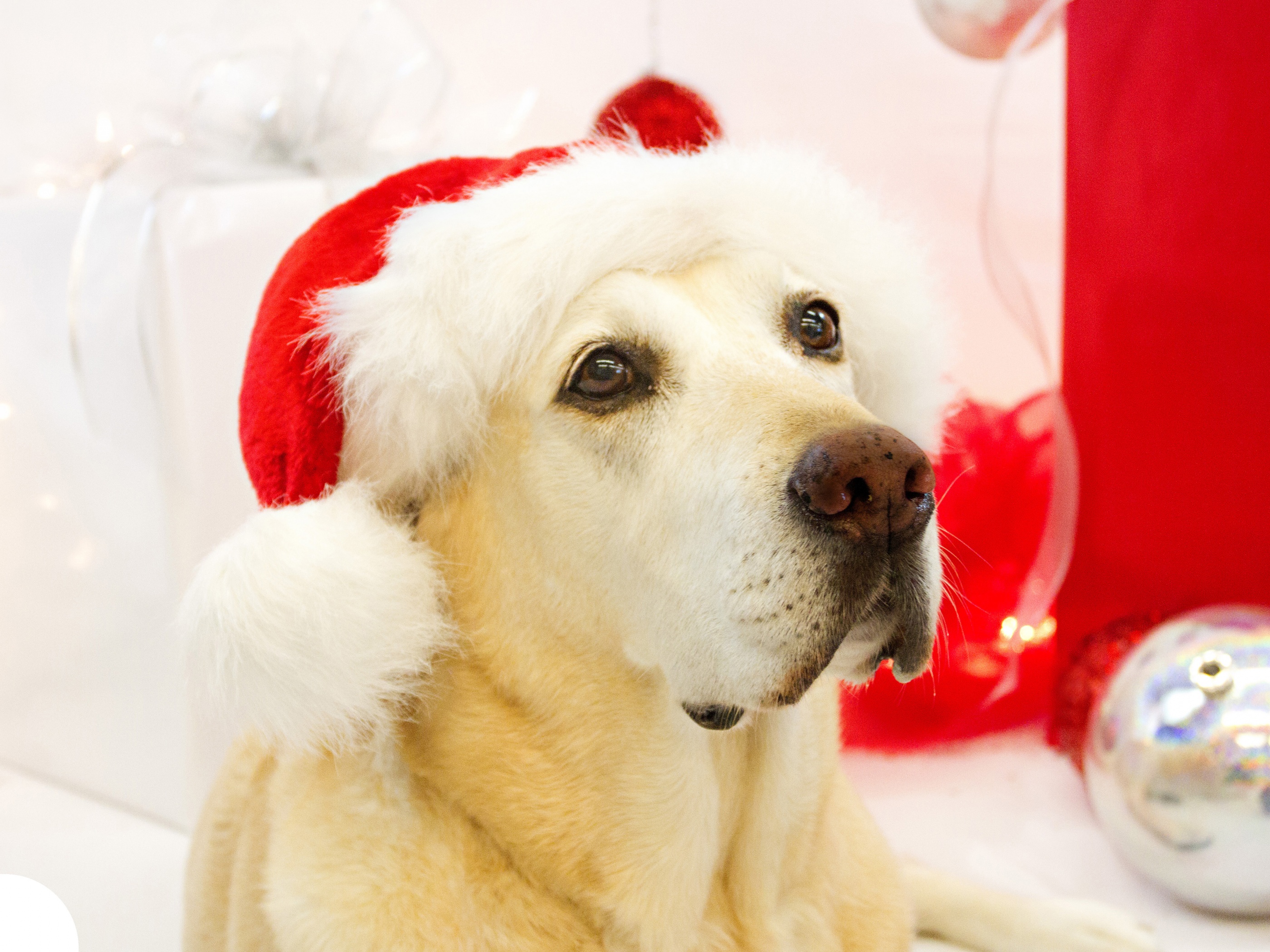 Dog In Santa Hats