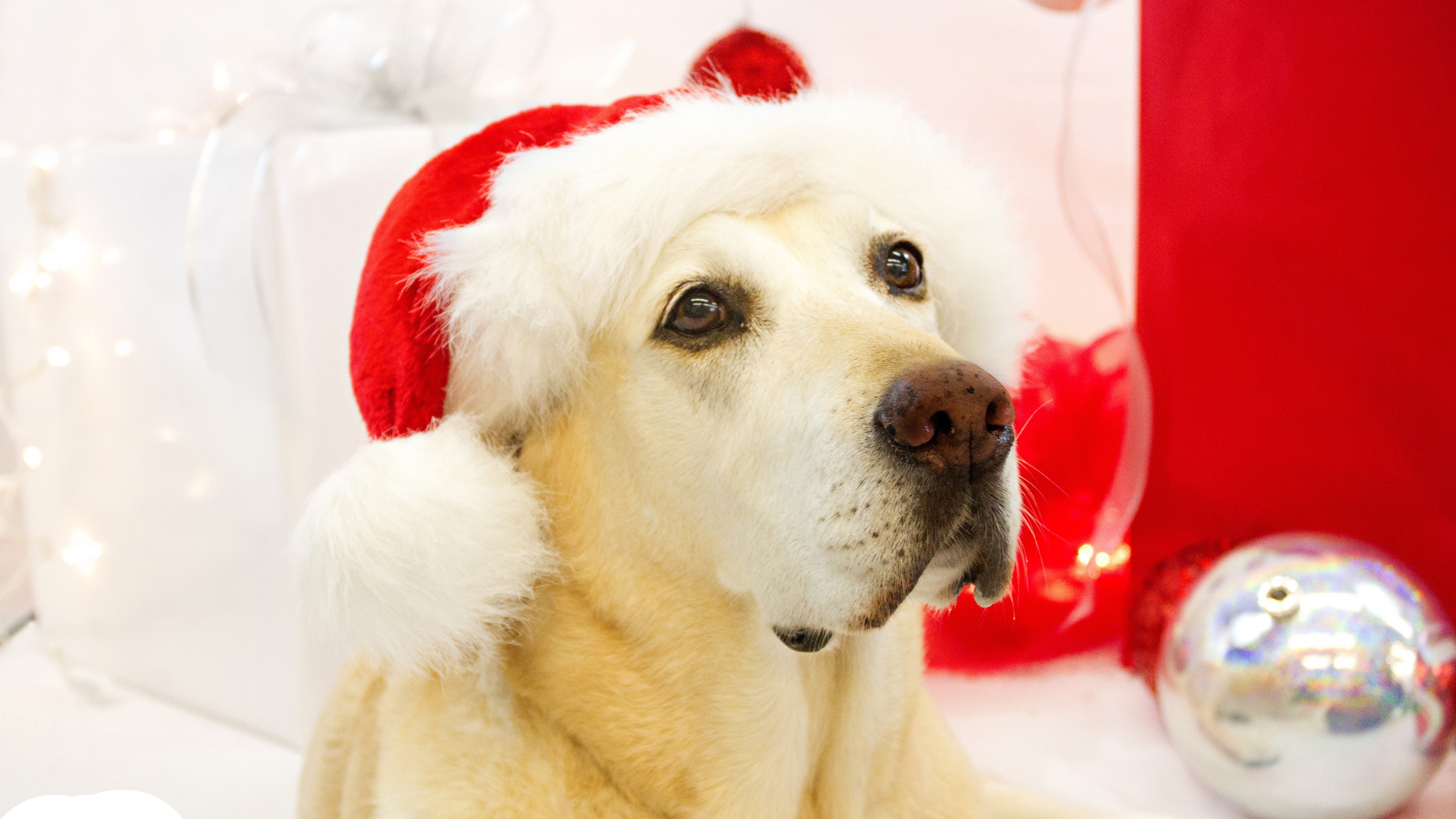 Dog In Santa Hats