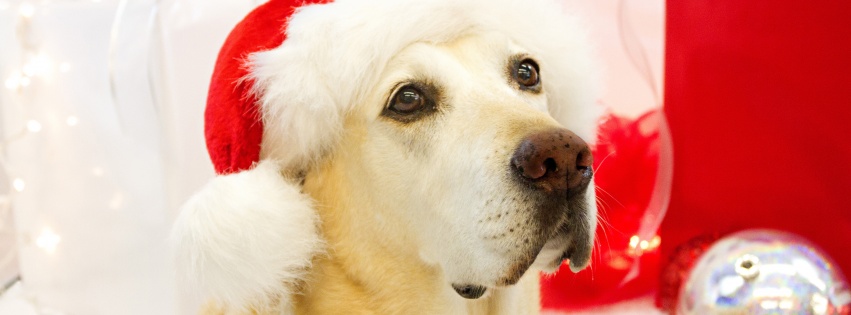 Dog In Santa Hats