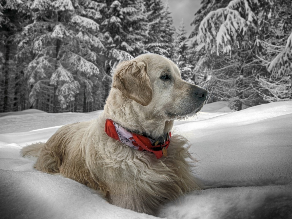 Dog In Snow Winter