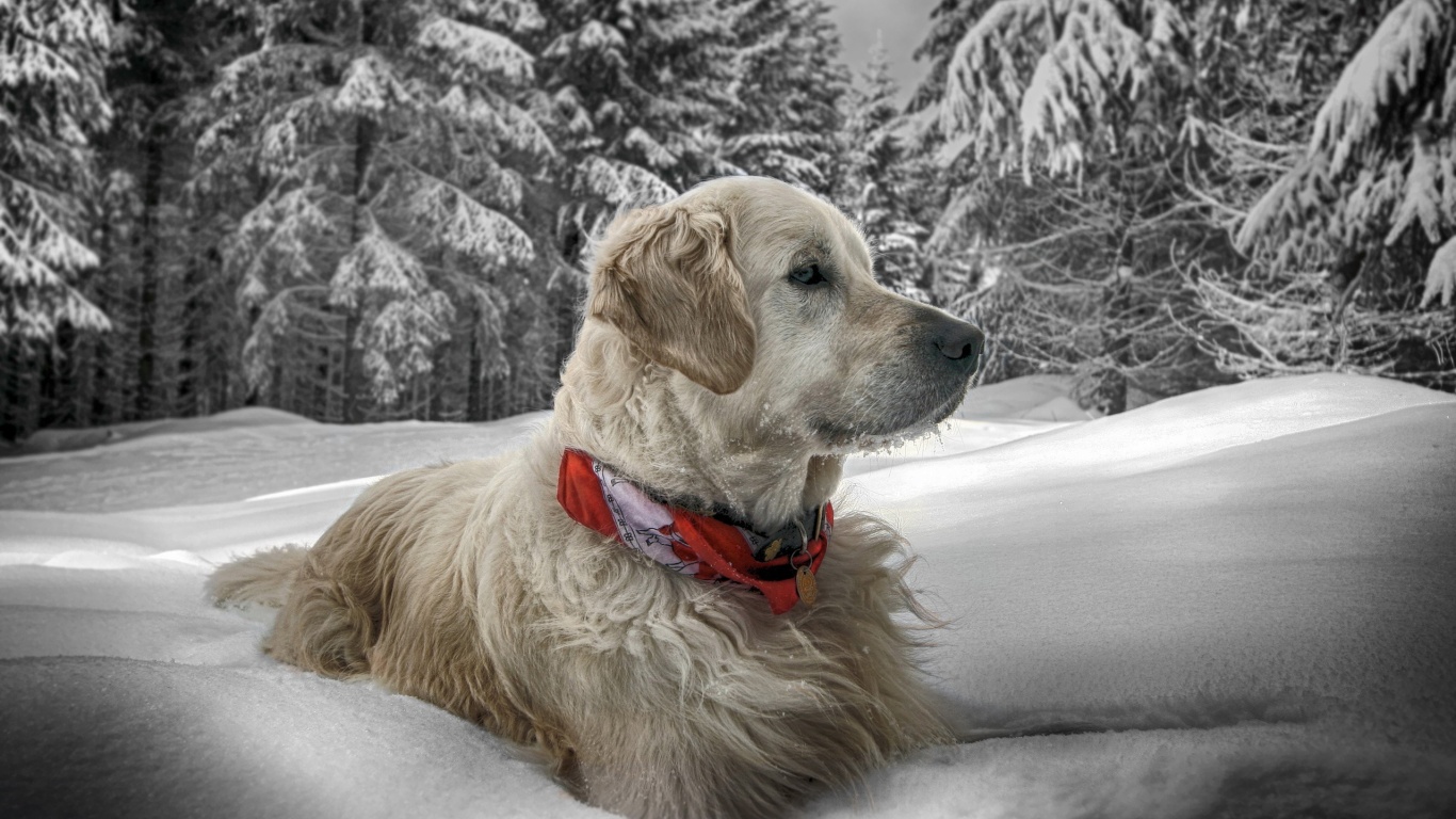 Dog In Snow Winter