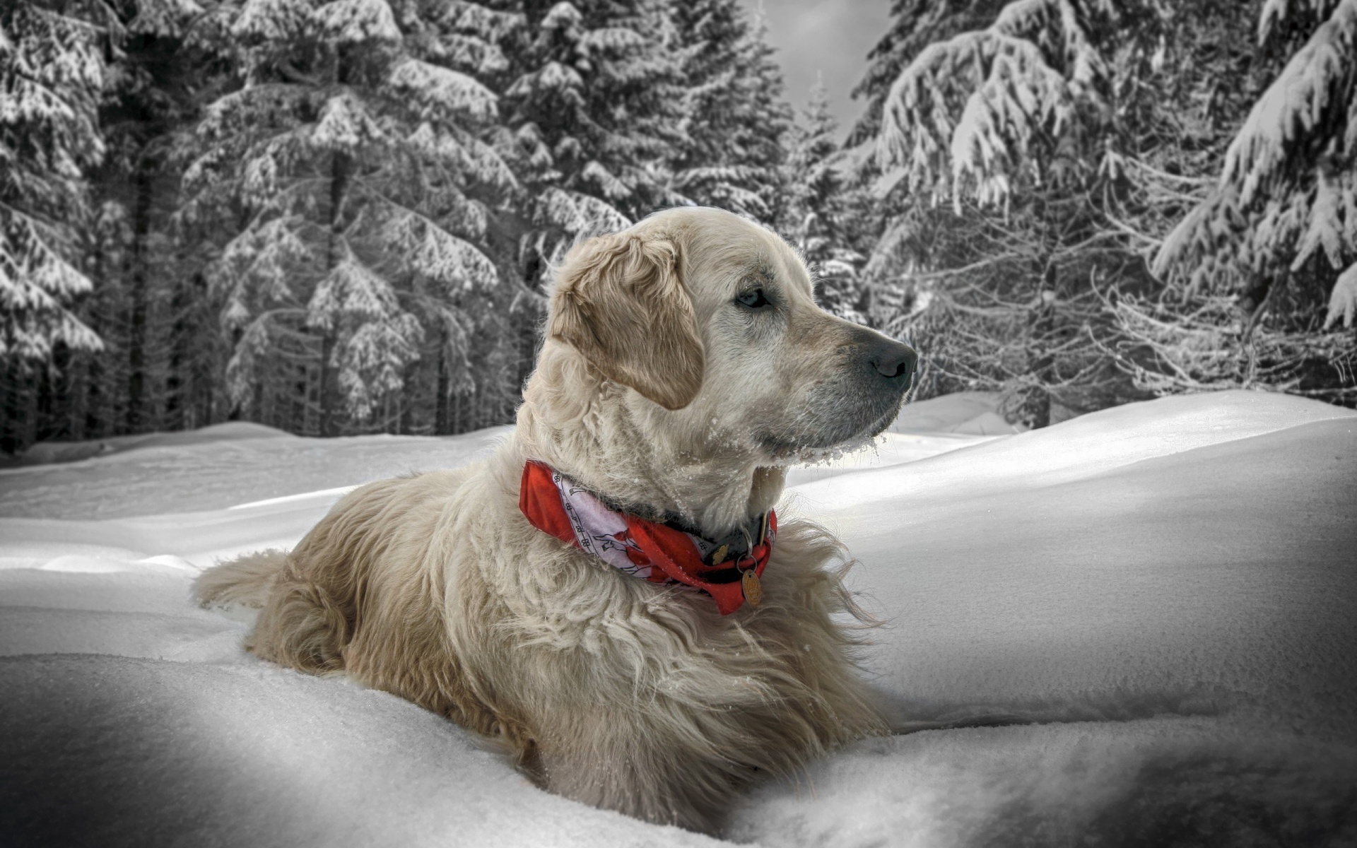 Dog In Snow Winter