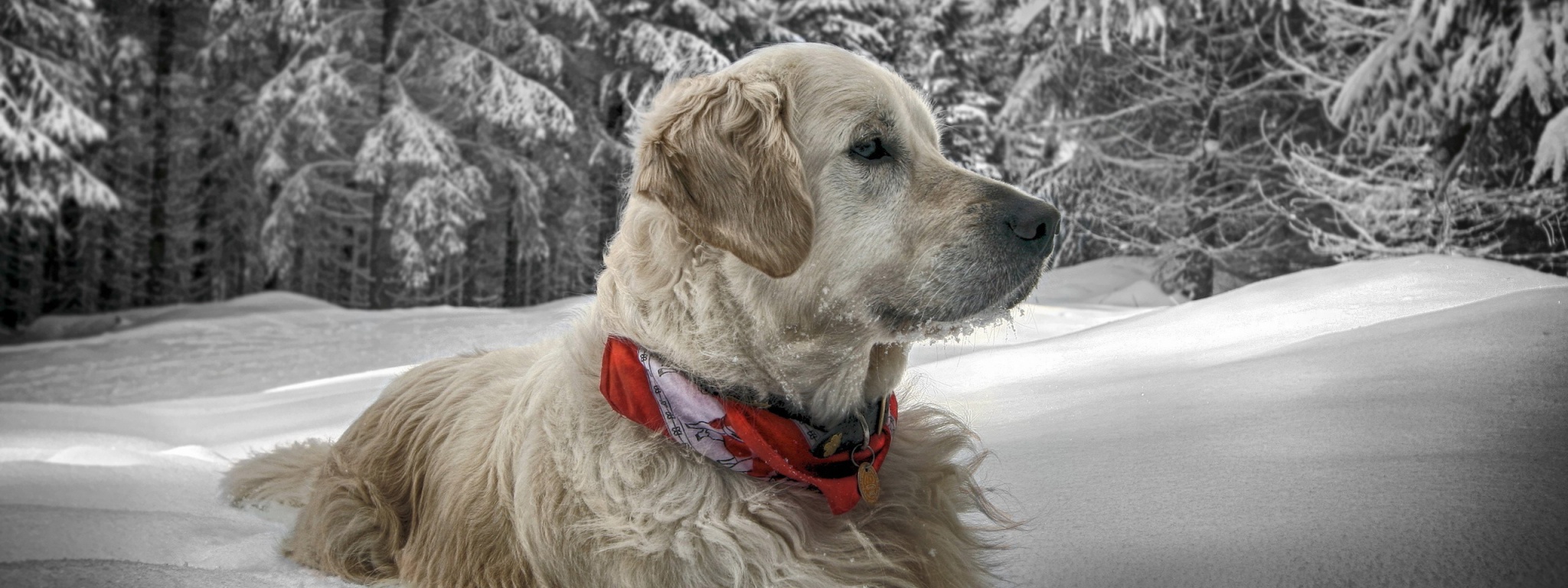 Dog In Snow Winter