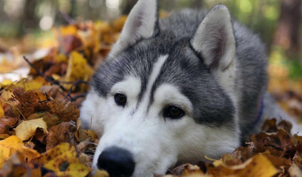 Dog Muzzle Grass Leaves