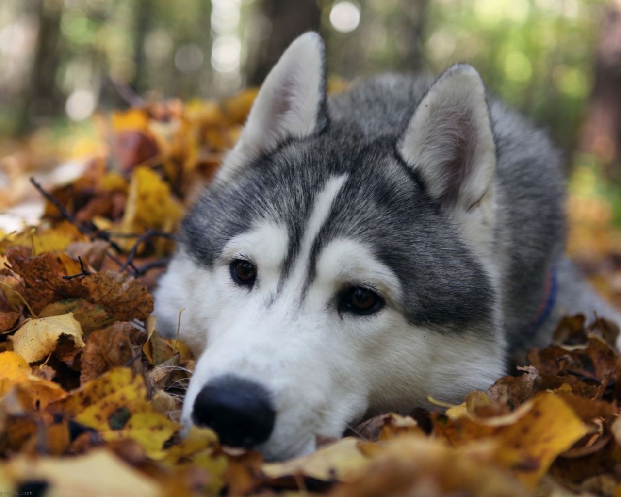 Dog Muzzle Grass Leaves