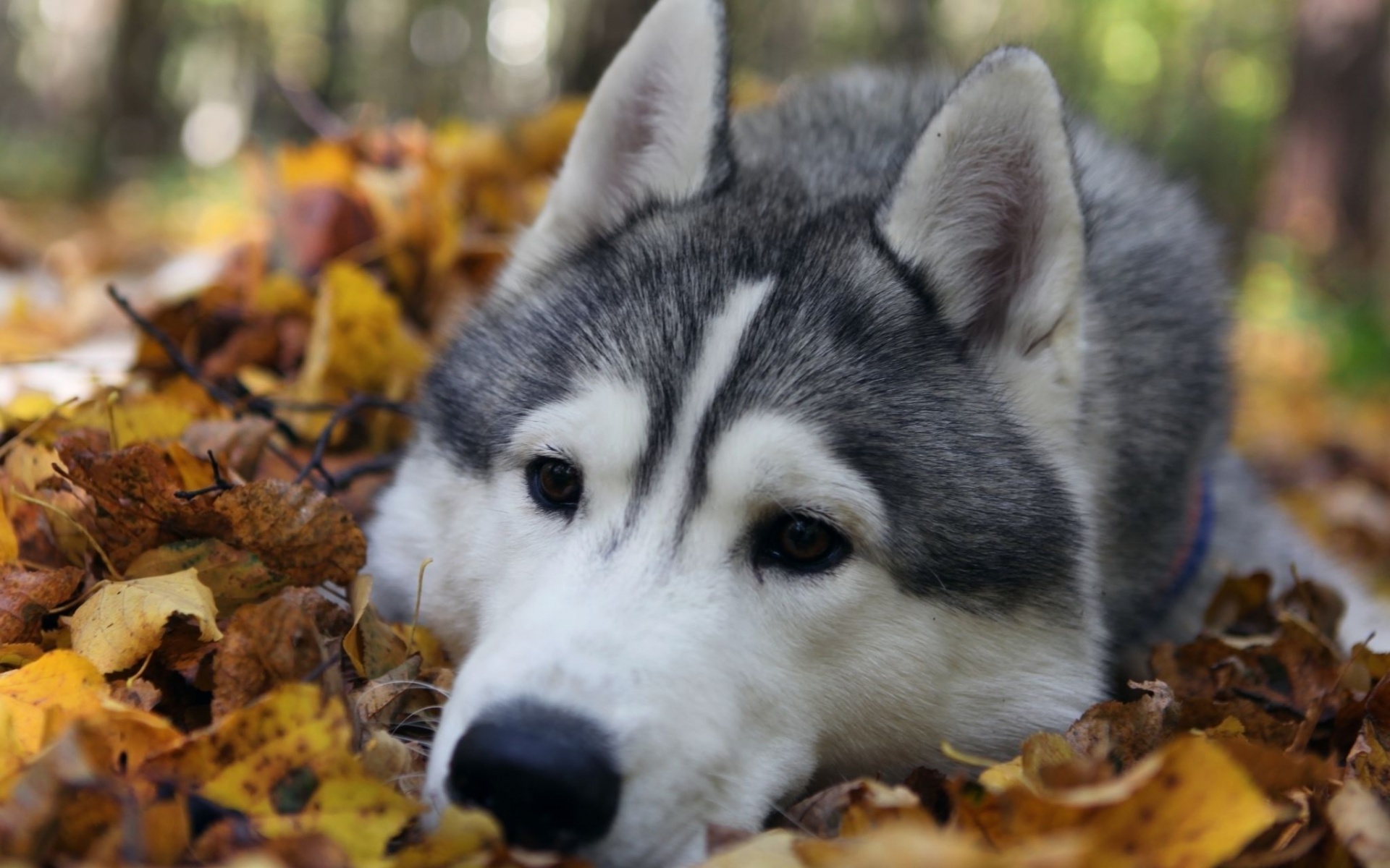 Dog Muzzle Grass Leaves