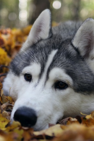 Dog Muzzle Grass Leaves