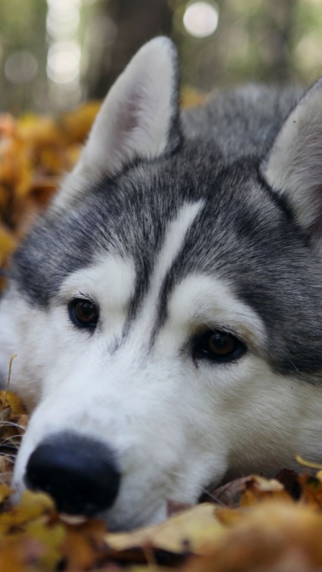 Dog Muzzle Grass Leaves