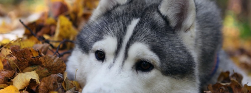 Dog Muzzle Grass Leaves